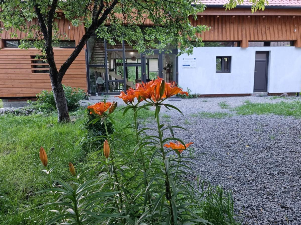 Aster Panzio Bed and Breakfast Cîmpu Cetăţii Buitenkant foto